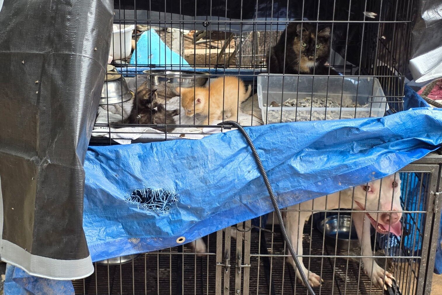 Animals rescued from New Castle Home